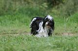 TERRIER DU TIBET 289